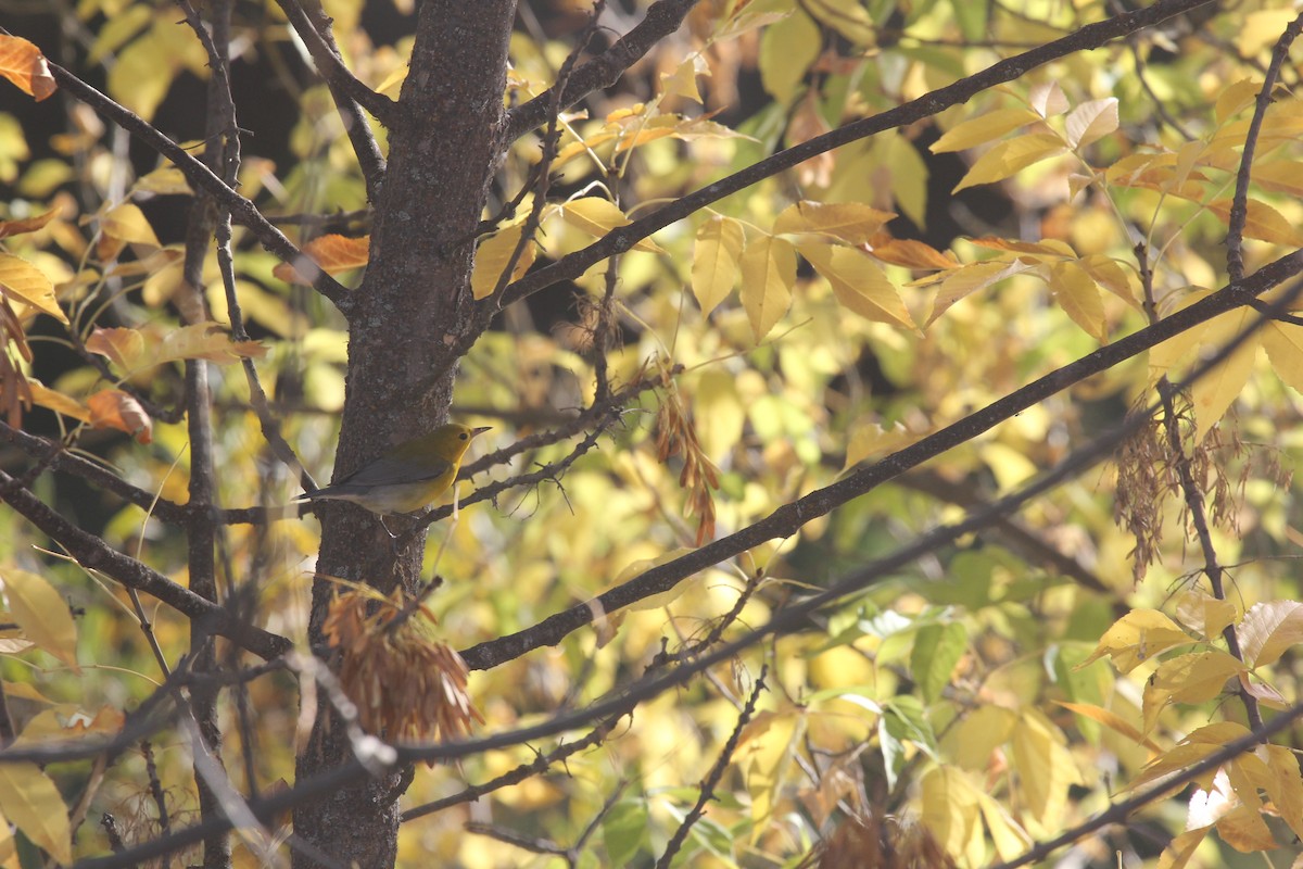 Prothonotary Warbler - ML642812836