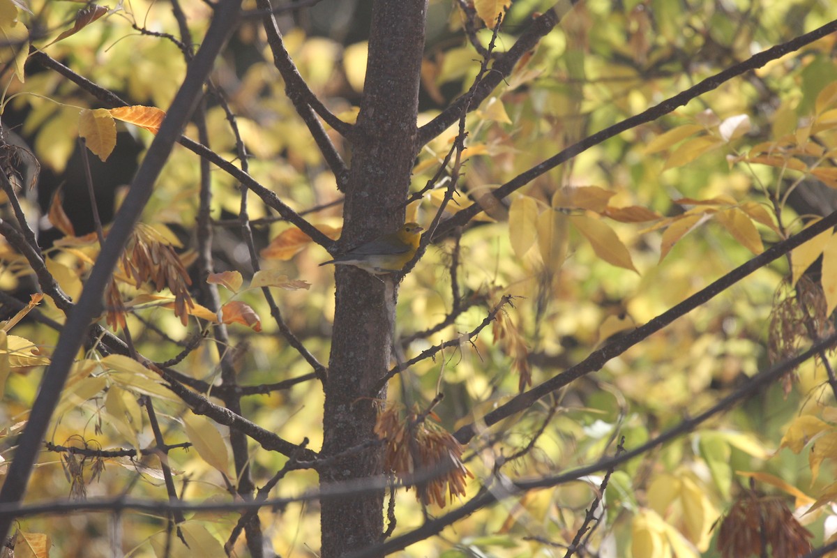 Prothonotary Warbler - ML642812837
