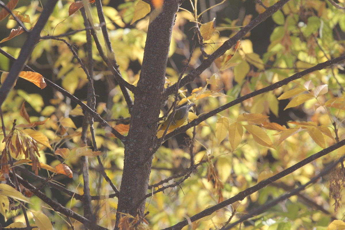 Prothonotary Warbler - ML642812838