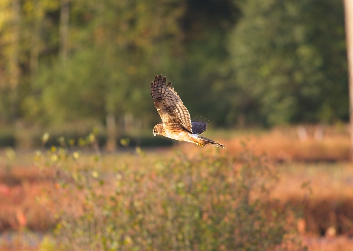 Northern Harrier - ML642812839