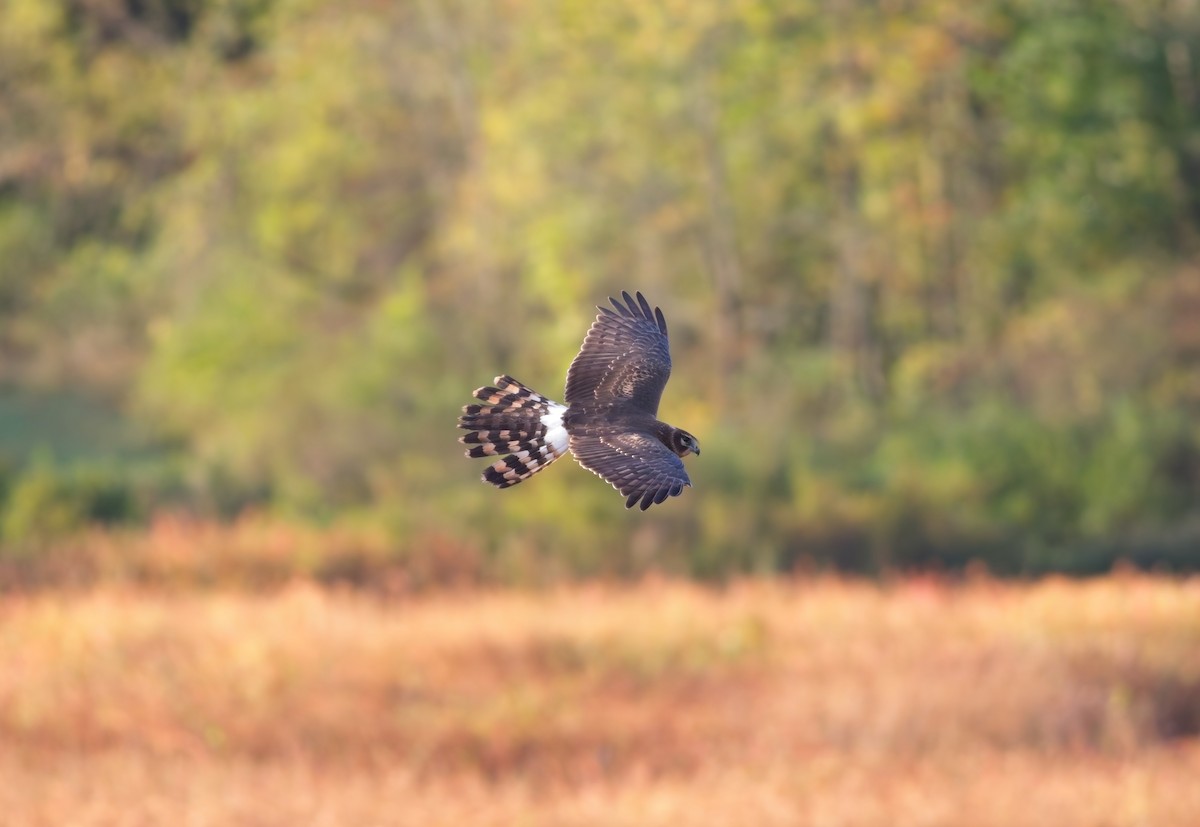 Northern Harrier - ML642812840