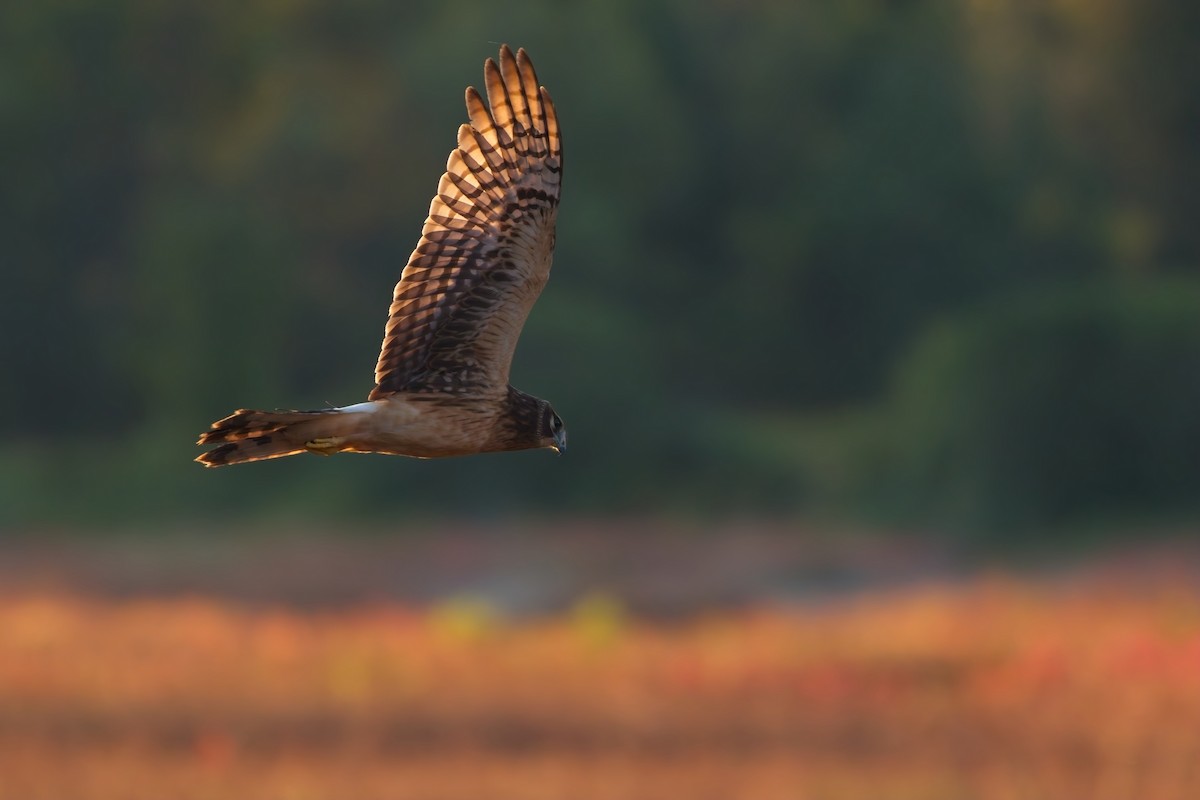 Northern Harrier - ML642812844