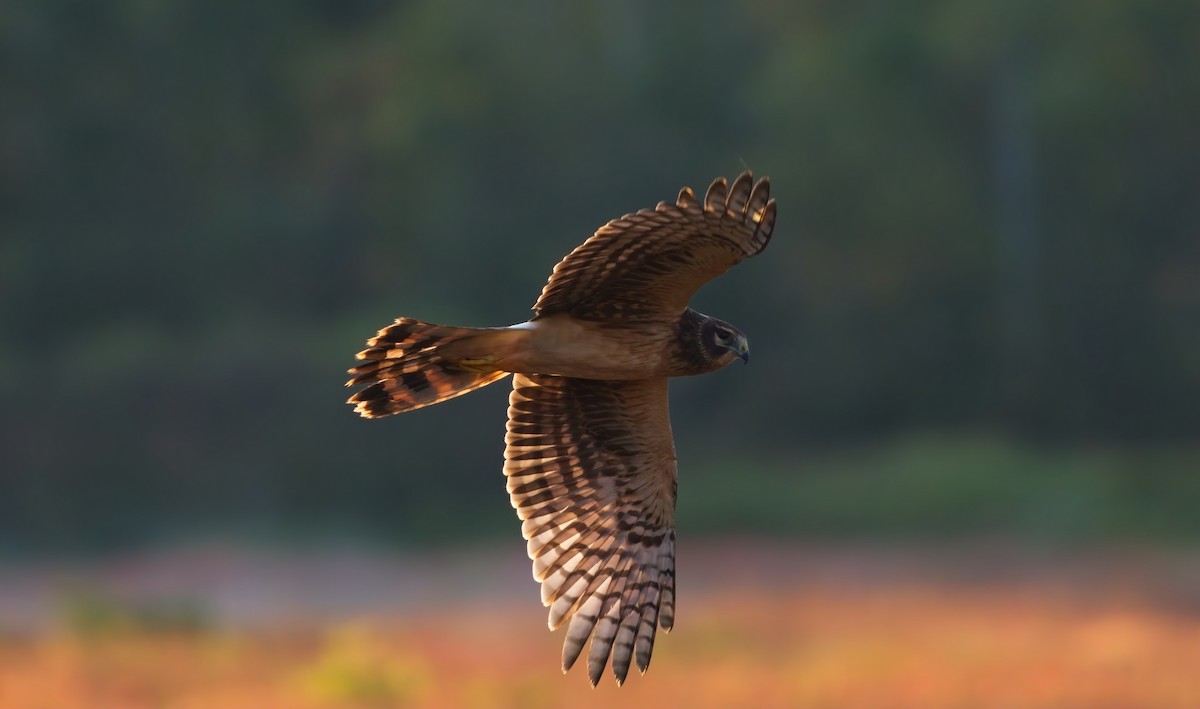Northern Harrier - ML642812845