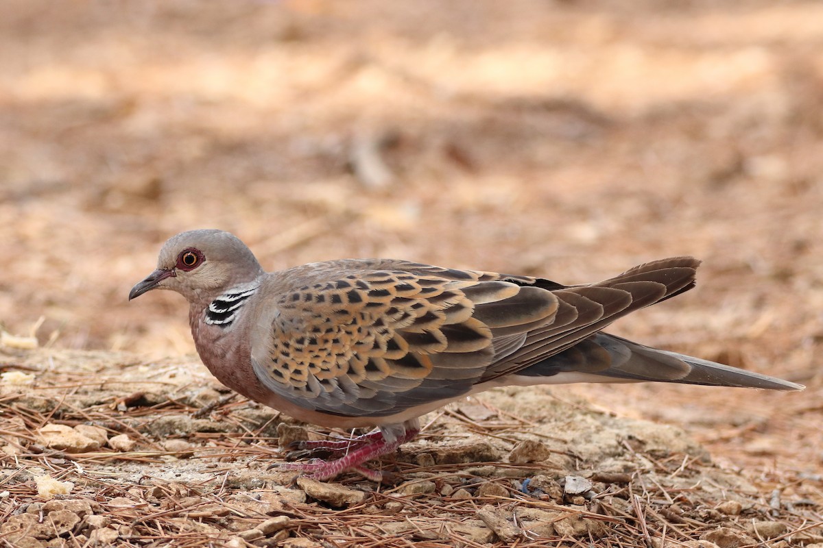 European Turtle-Dove - ML642812846