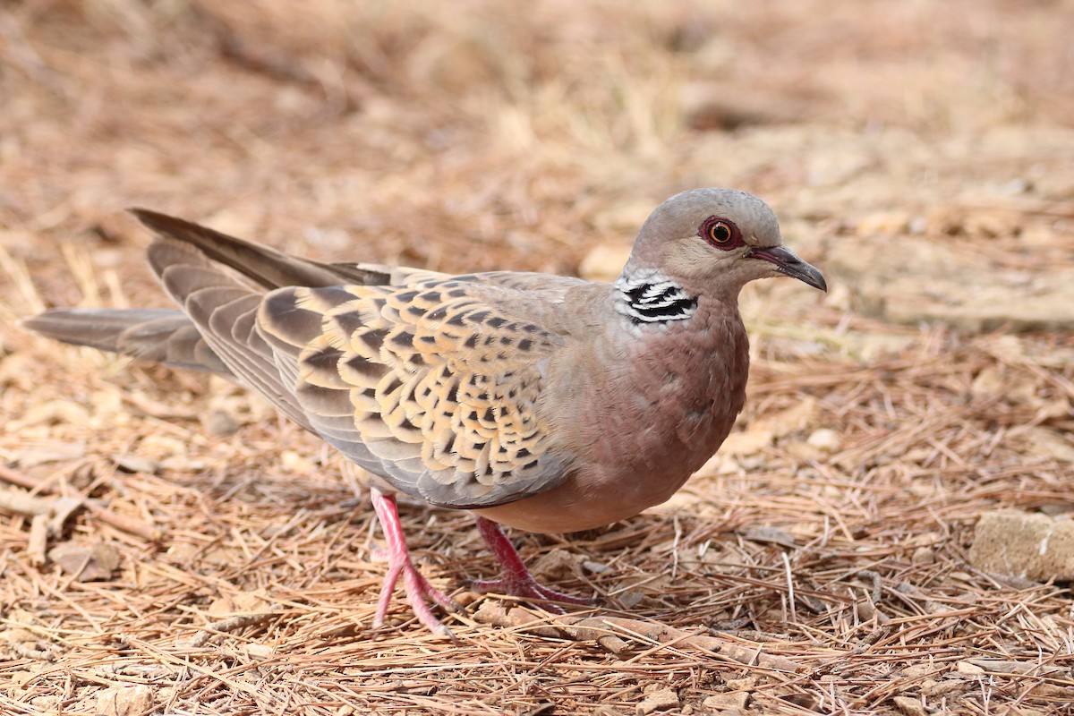 European Turtle-Dove - ML642812847