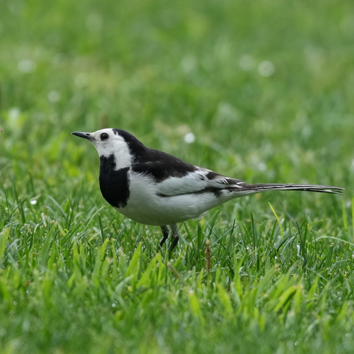 White Wagtail - ML642812853