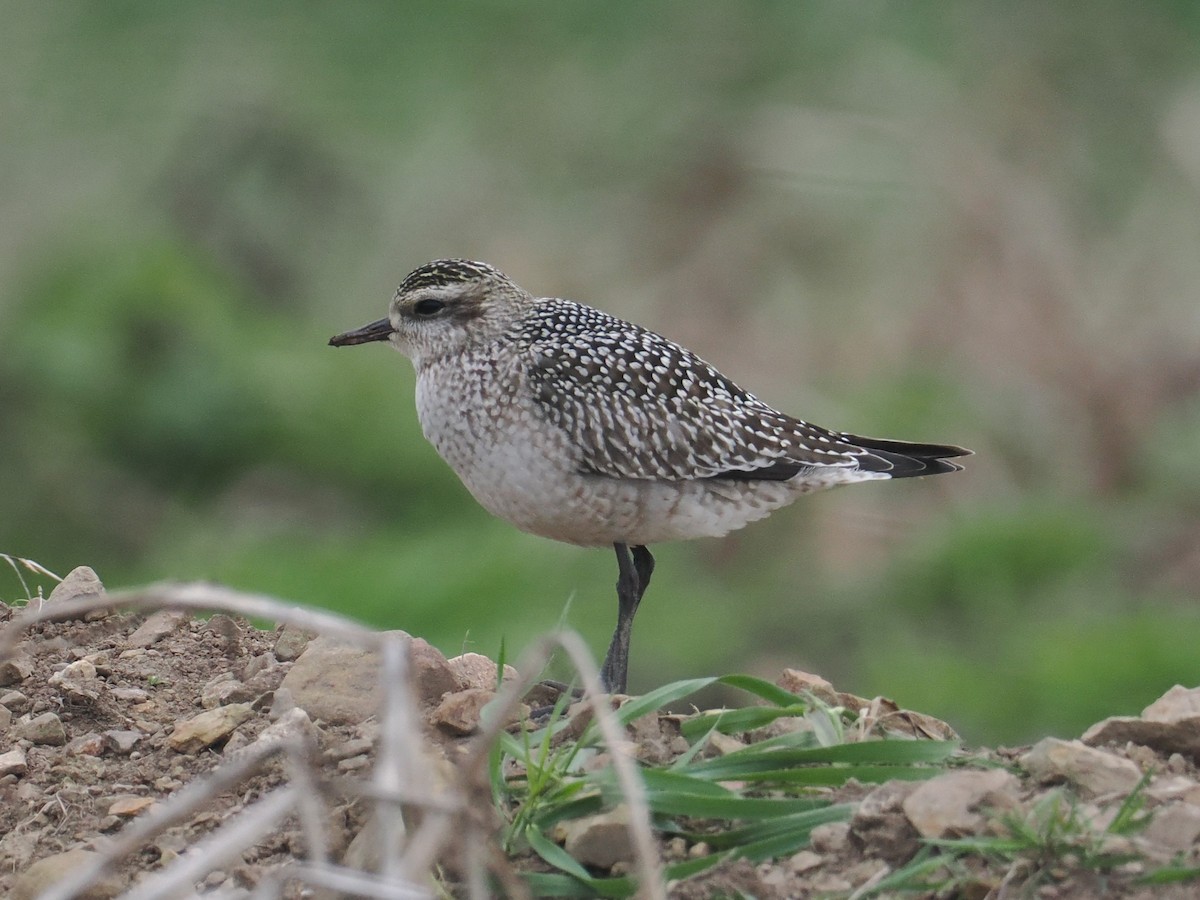 American Golden-Plover - ML642812855