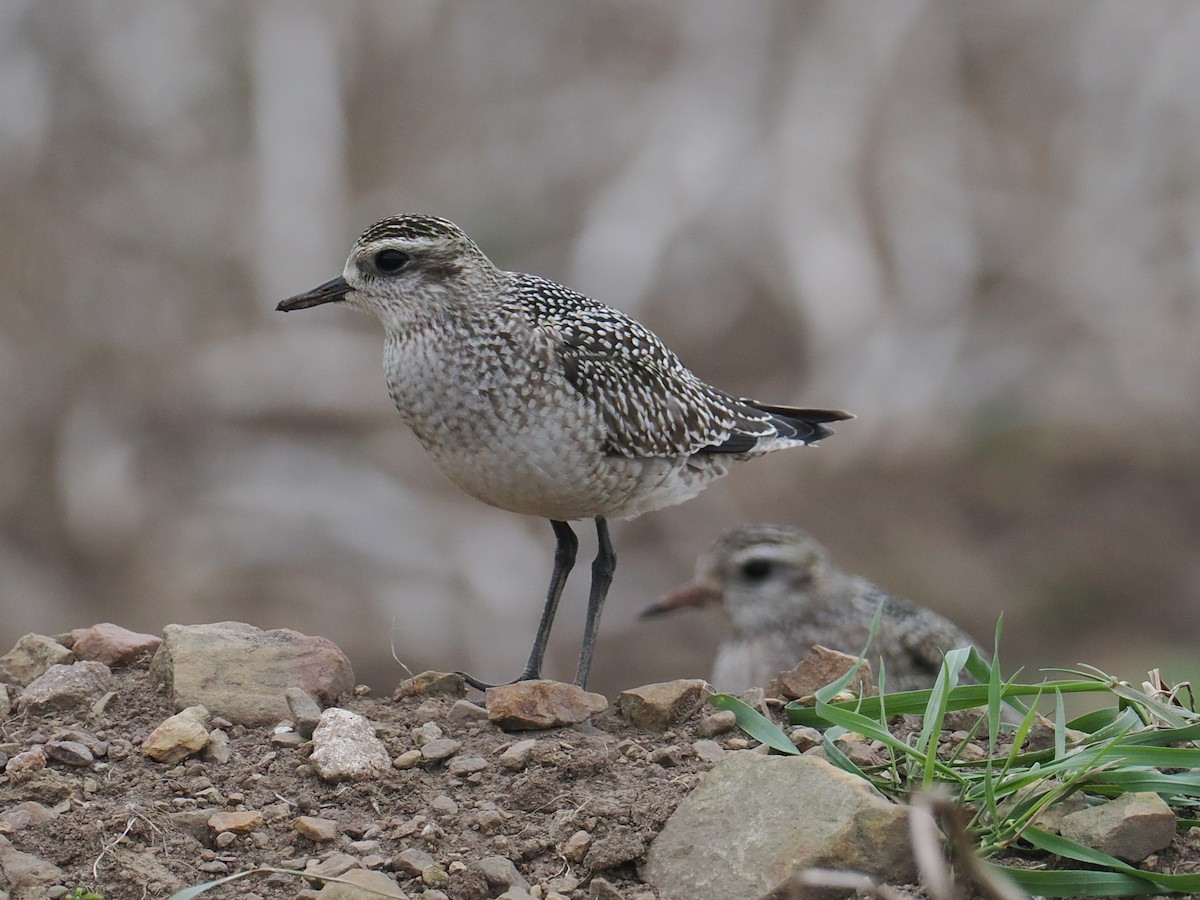 American Golden-Plover - ML642812856