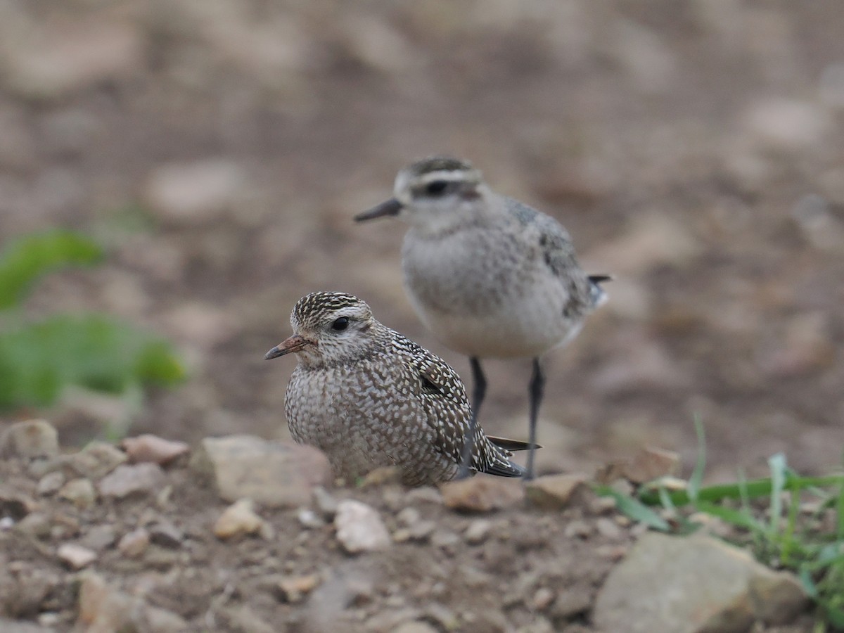 American Golden-Plover - ML642812857