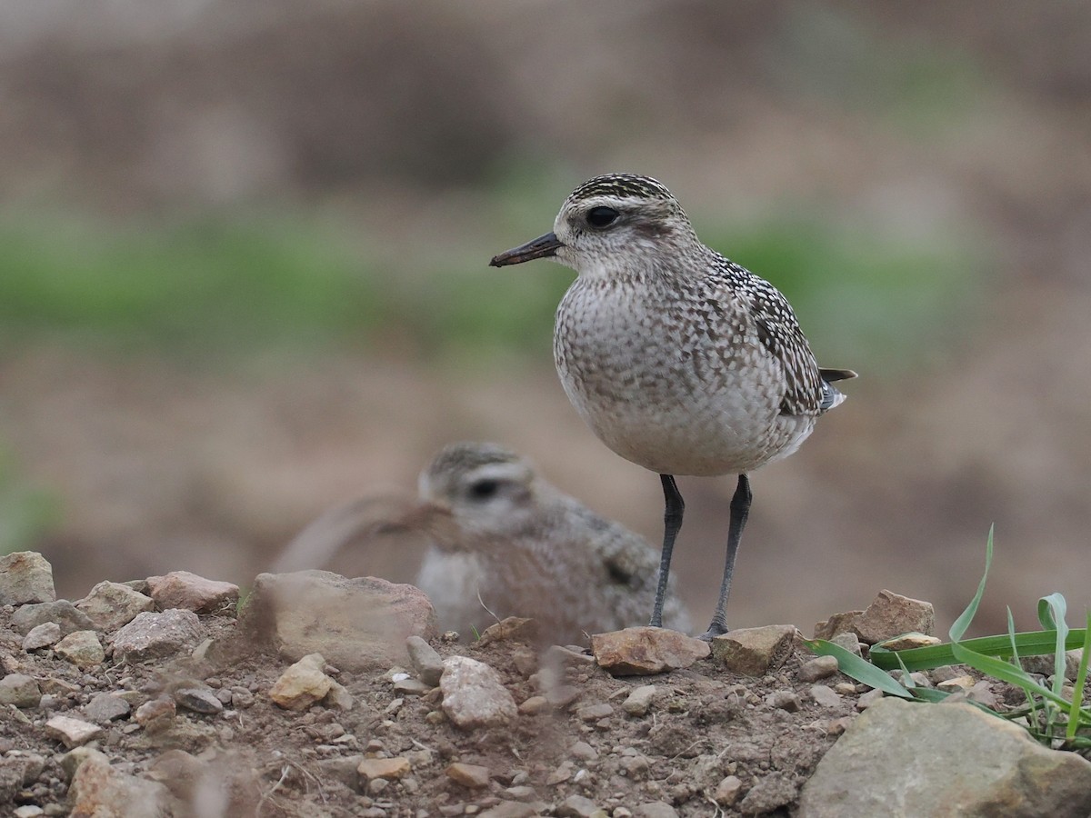 American Golden-Plover - ML642812858