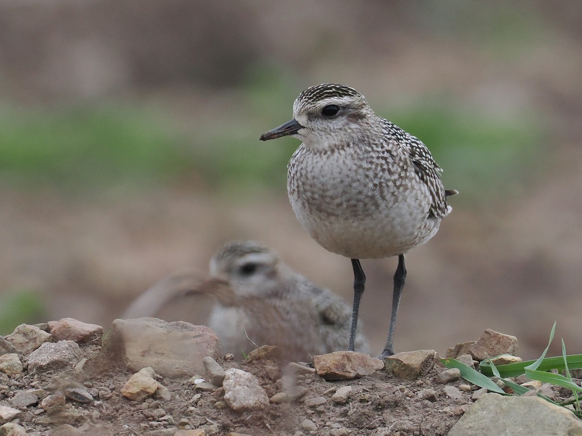 American Golden-Plover - ML642812860