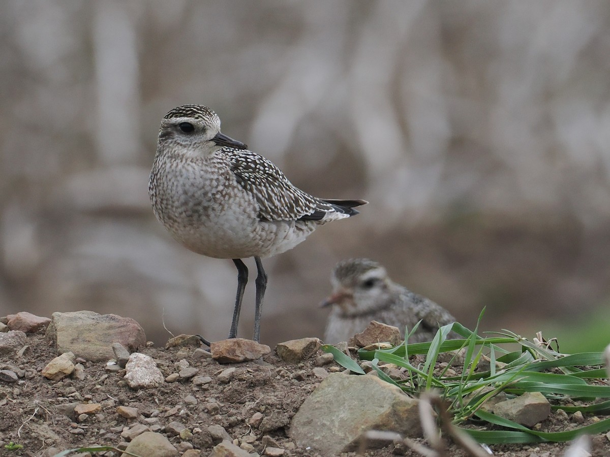 American Golden-Plover - ML642812861