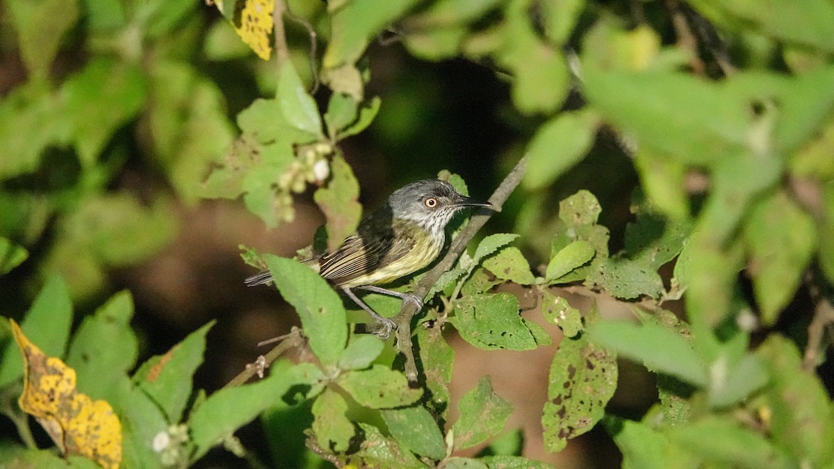 Spotted Tody-Flycatcher - ML642812862