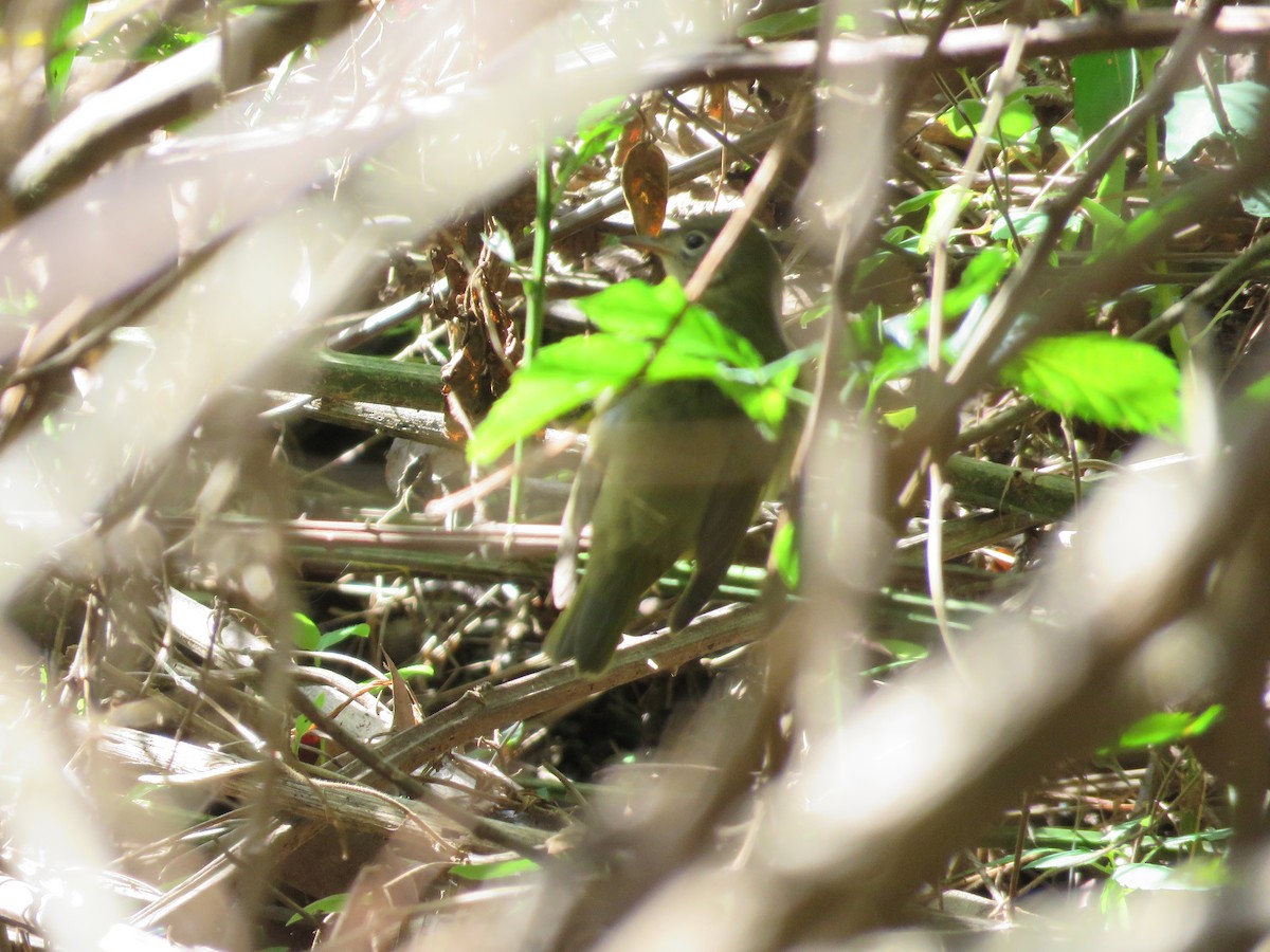 Connecticut Warbler - ML642812871