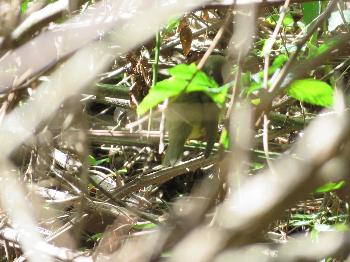 Connecticut Warbler - ML642812875