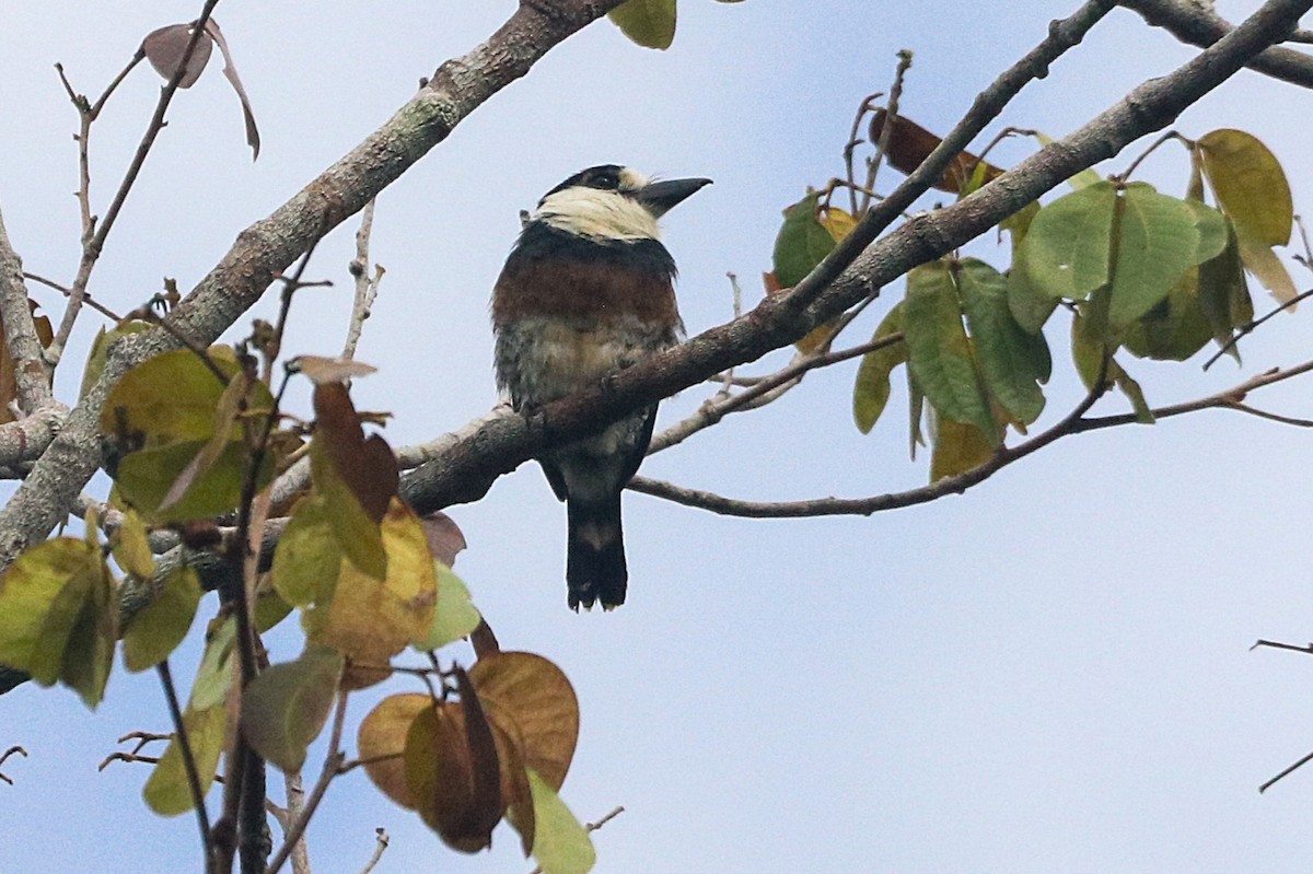 Brown-banded Puffbird - ML642812877