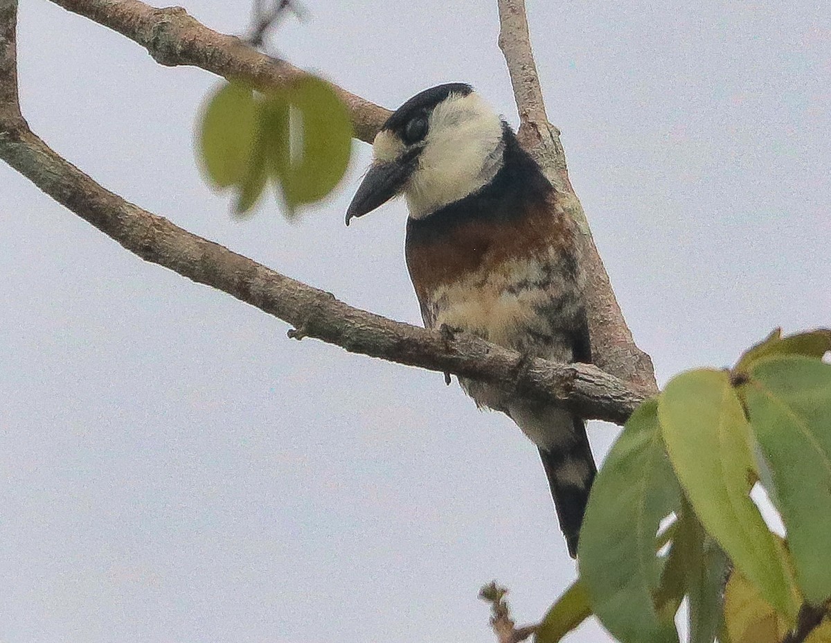 Brown-banded Puffbird - ML642812878