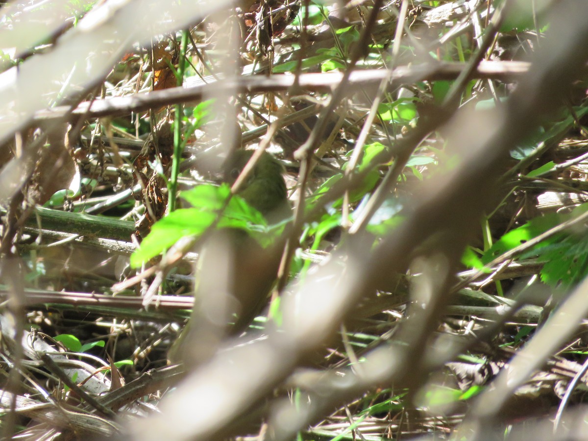 Connecticut Warbler - ML642812883