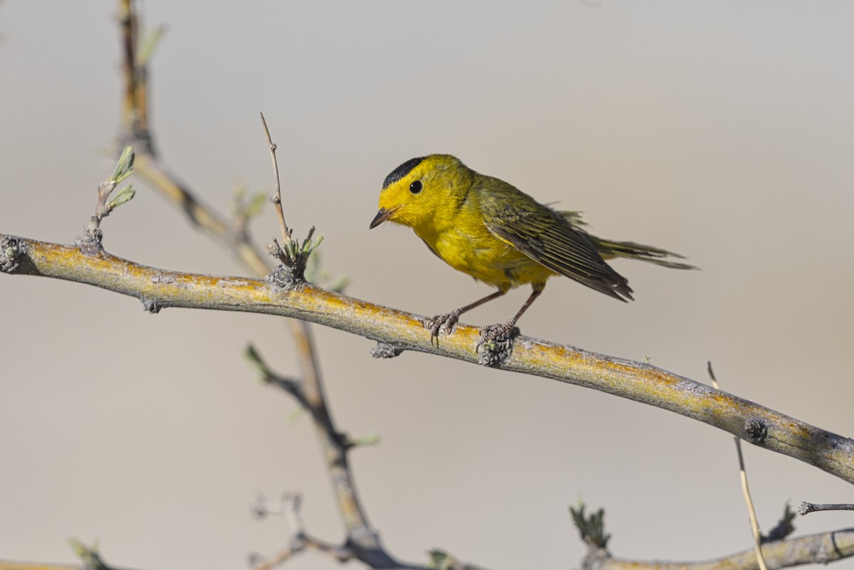 Wilson's Warbler - ML642812885