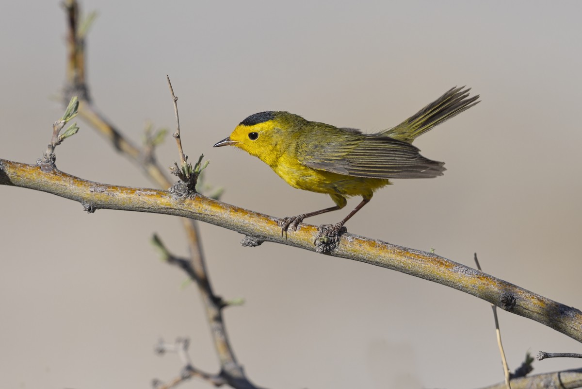 Wilson's Warbler - ML642812886