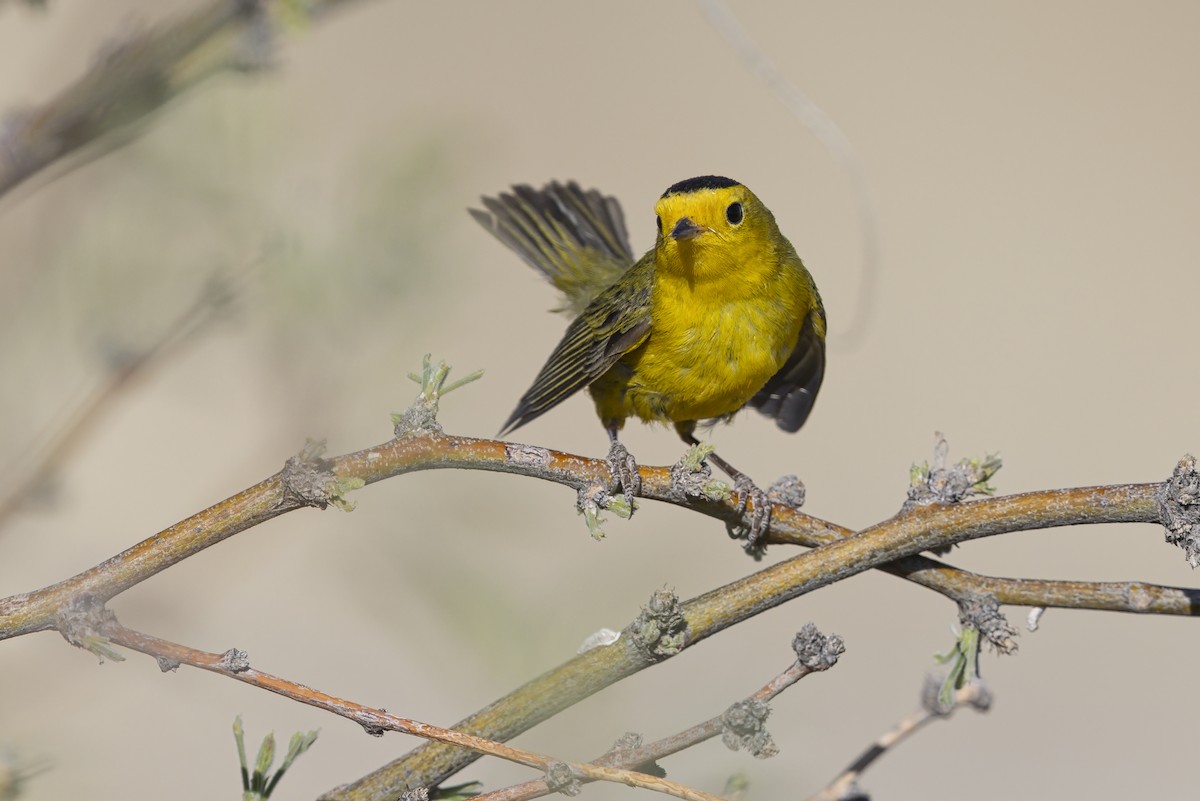 Wilson's Warbler - ML642812888