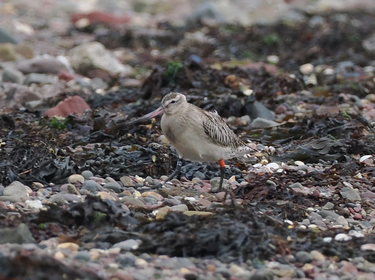 Bar-tailed Godwit - ML642812890