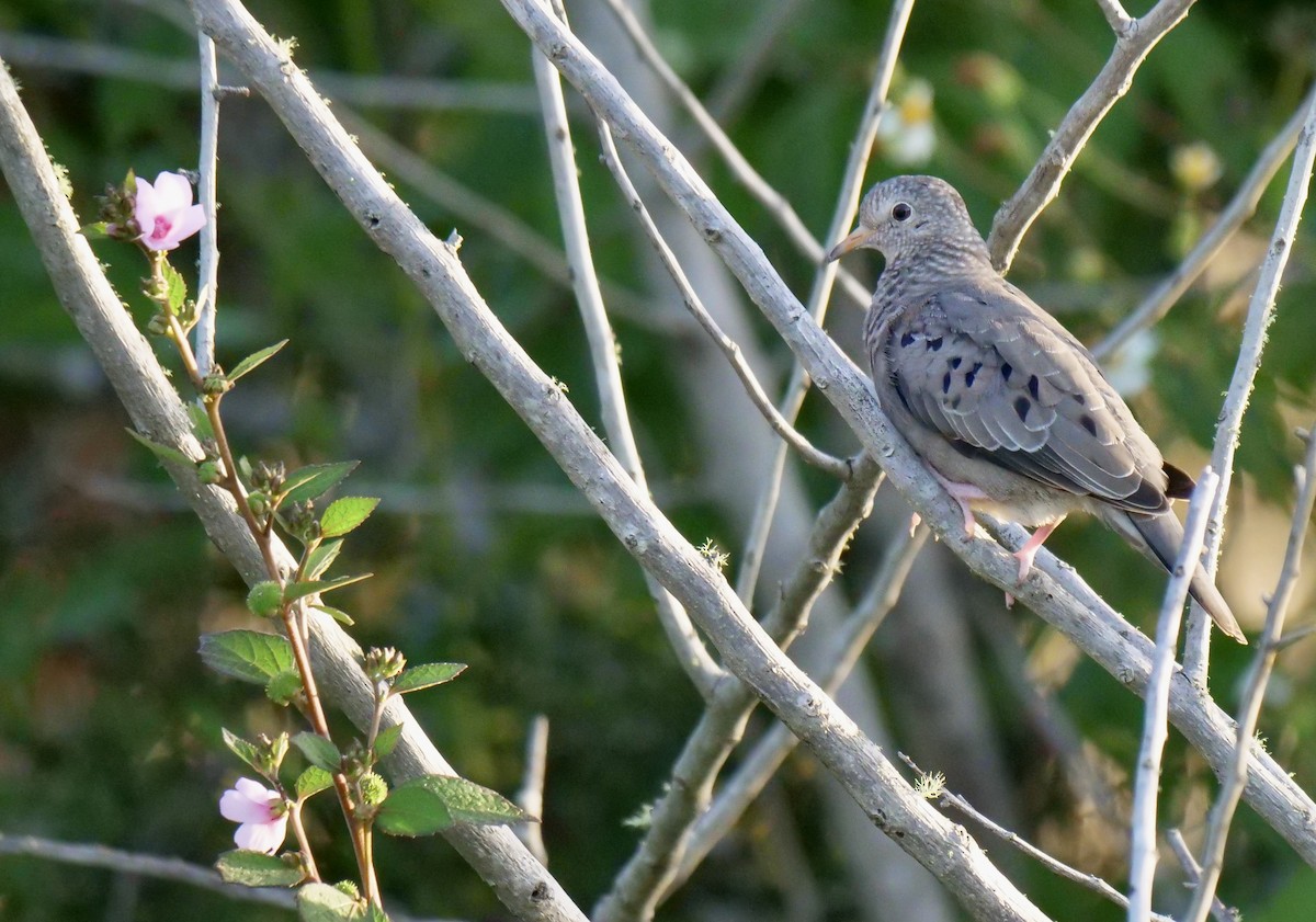 Common Ground Dove - ML642812891