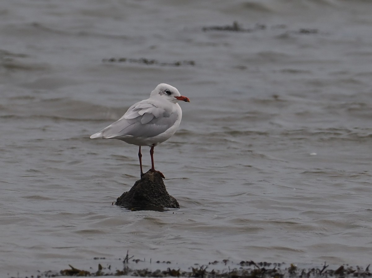 Mediterranean Gull - ML642812893