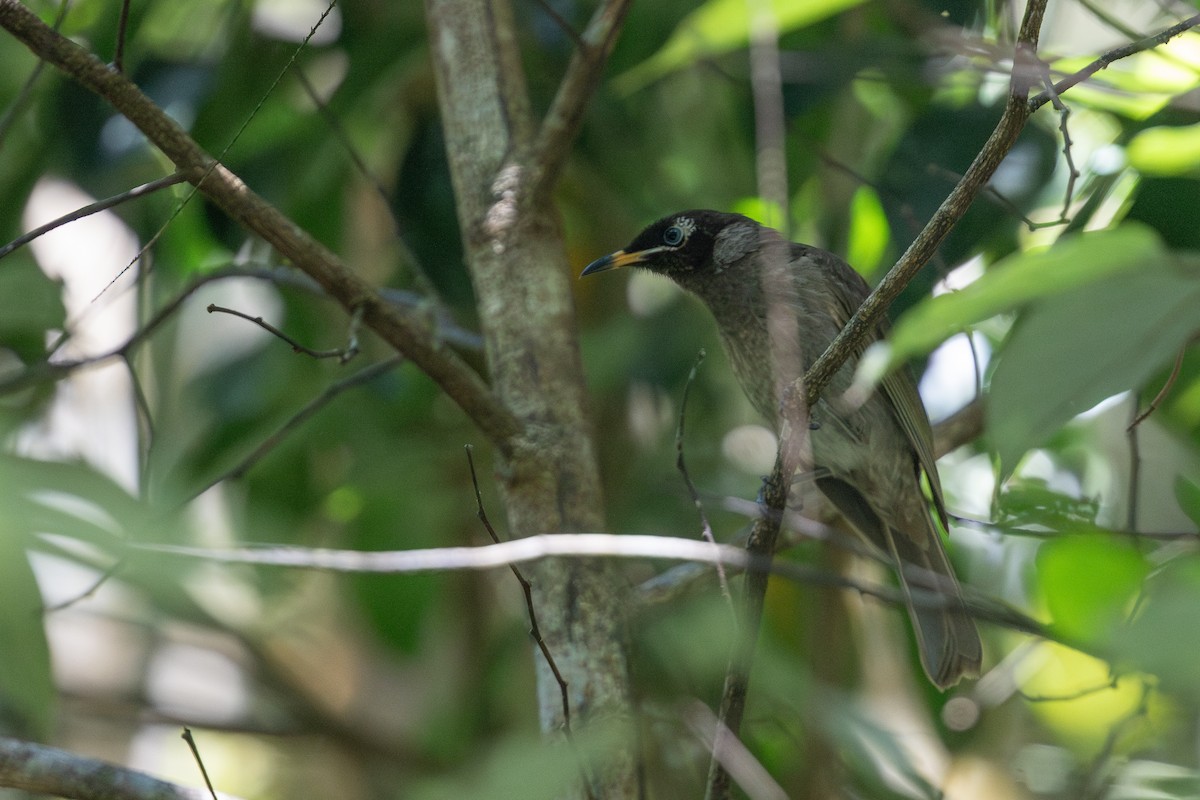 Bridled Honeyeater - ML642812898
