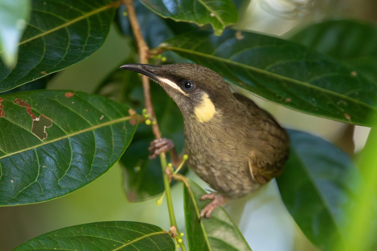 Lewin's Honeyeater - ML642812900
