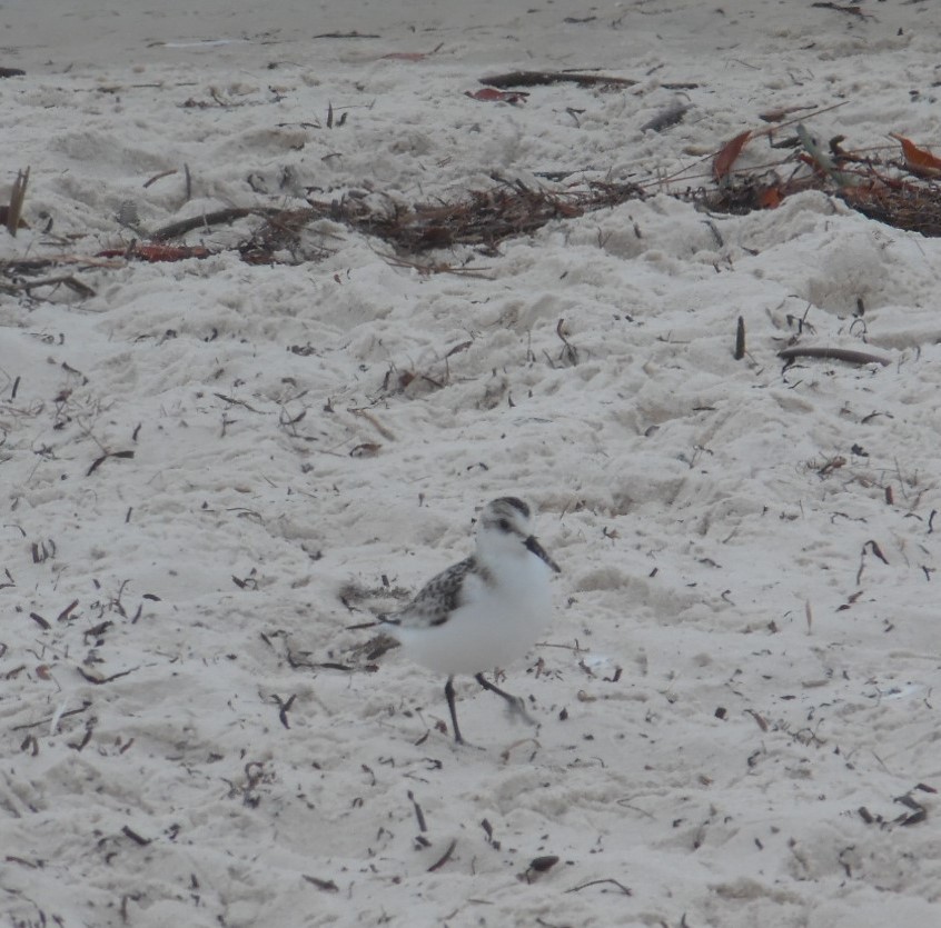 Sanderling - ML642812903