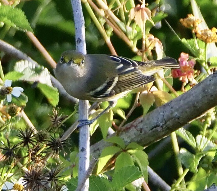 White-eyed Vireo - Lee & Mary Ann Evans