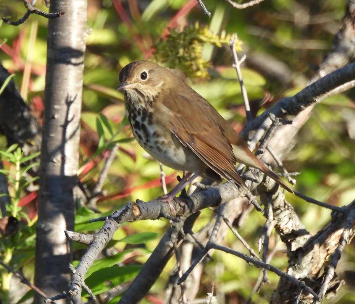 Hermit Thrush - ML642812915