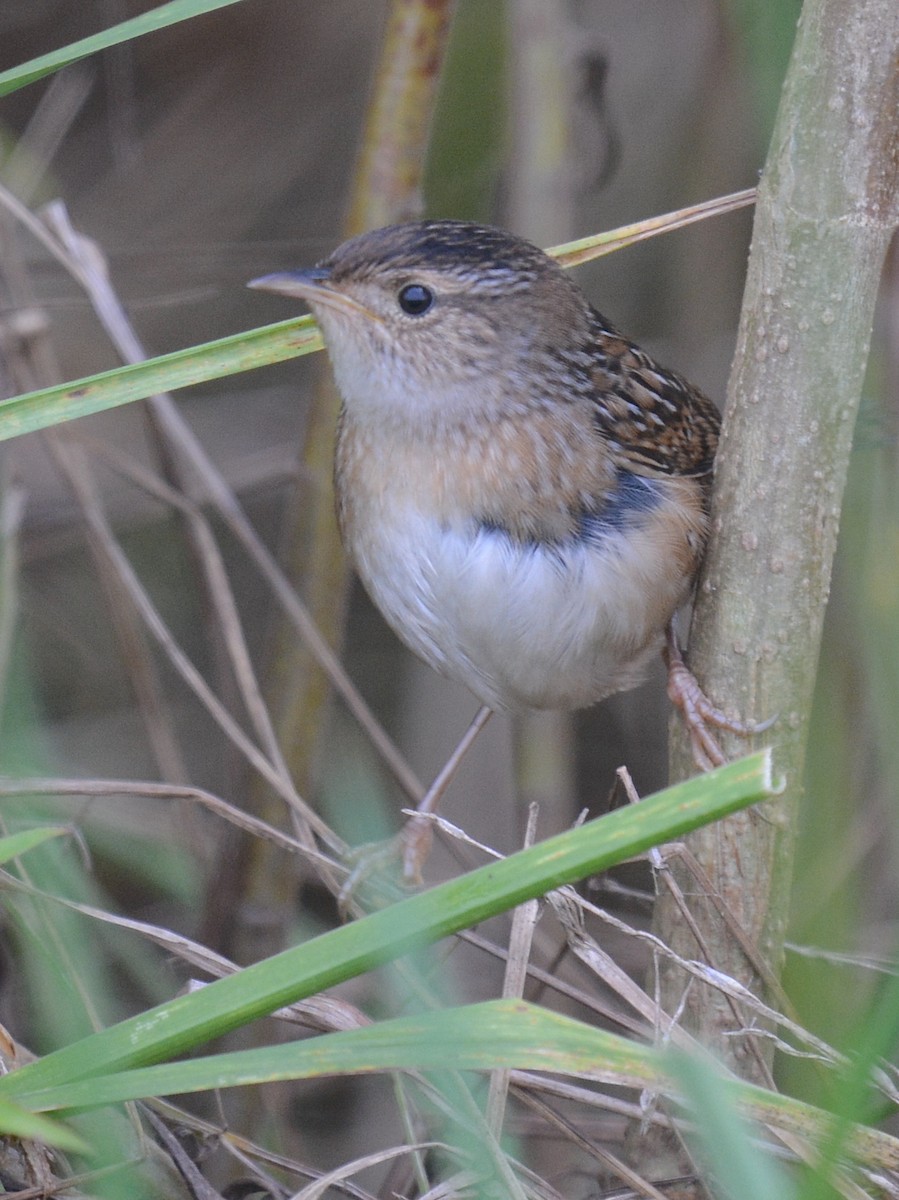 Sedge Wren - ML642812920