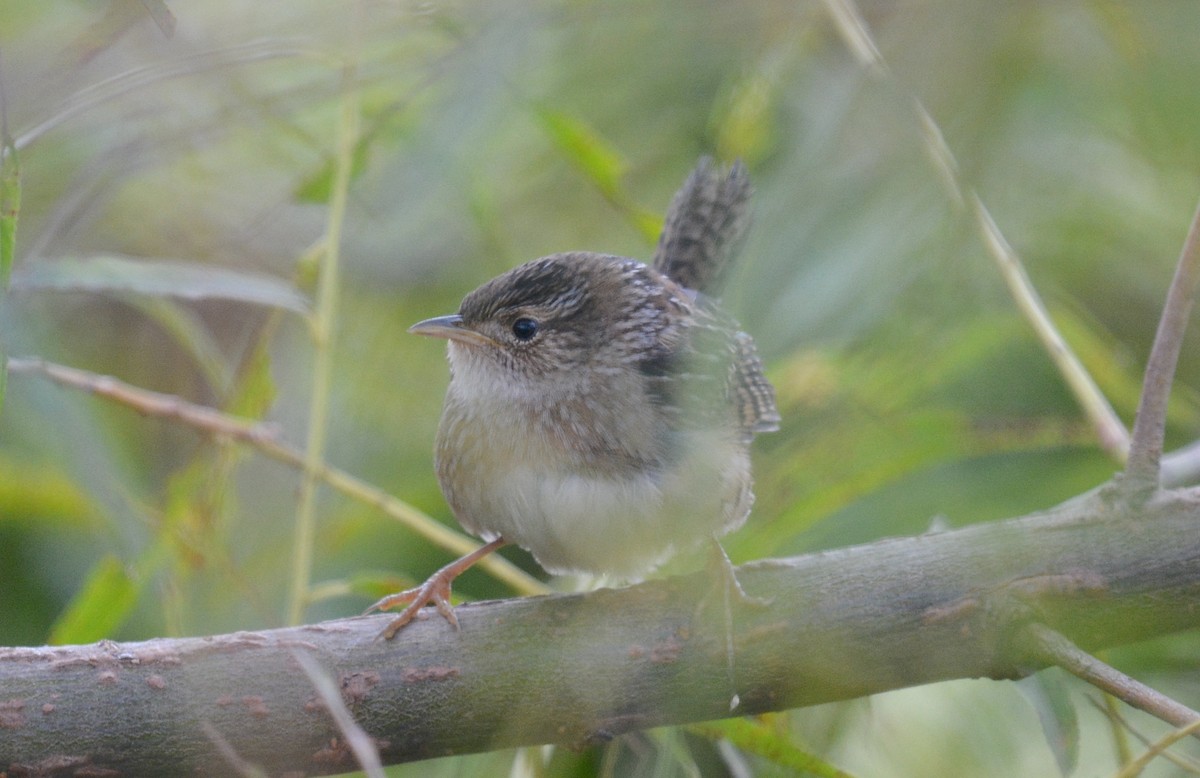 Sedge Wren - ML642812921