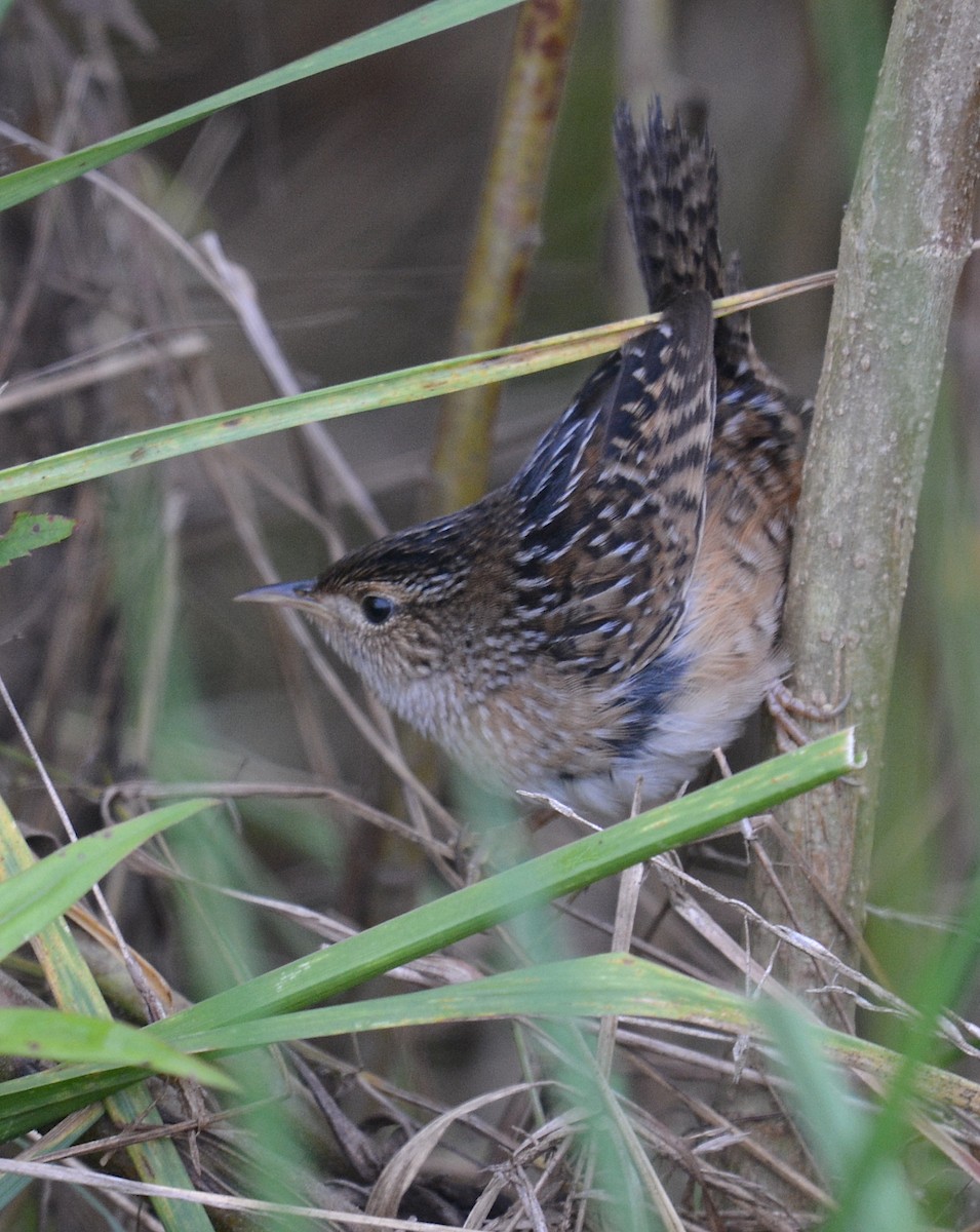 Sedge Wren - ML642812922