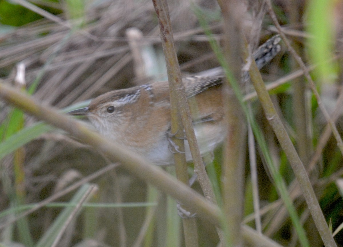 Marsh Wren - ML642812926