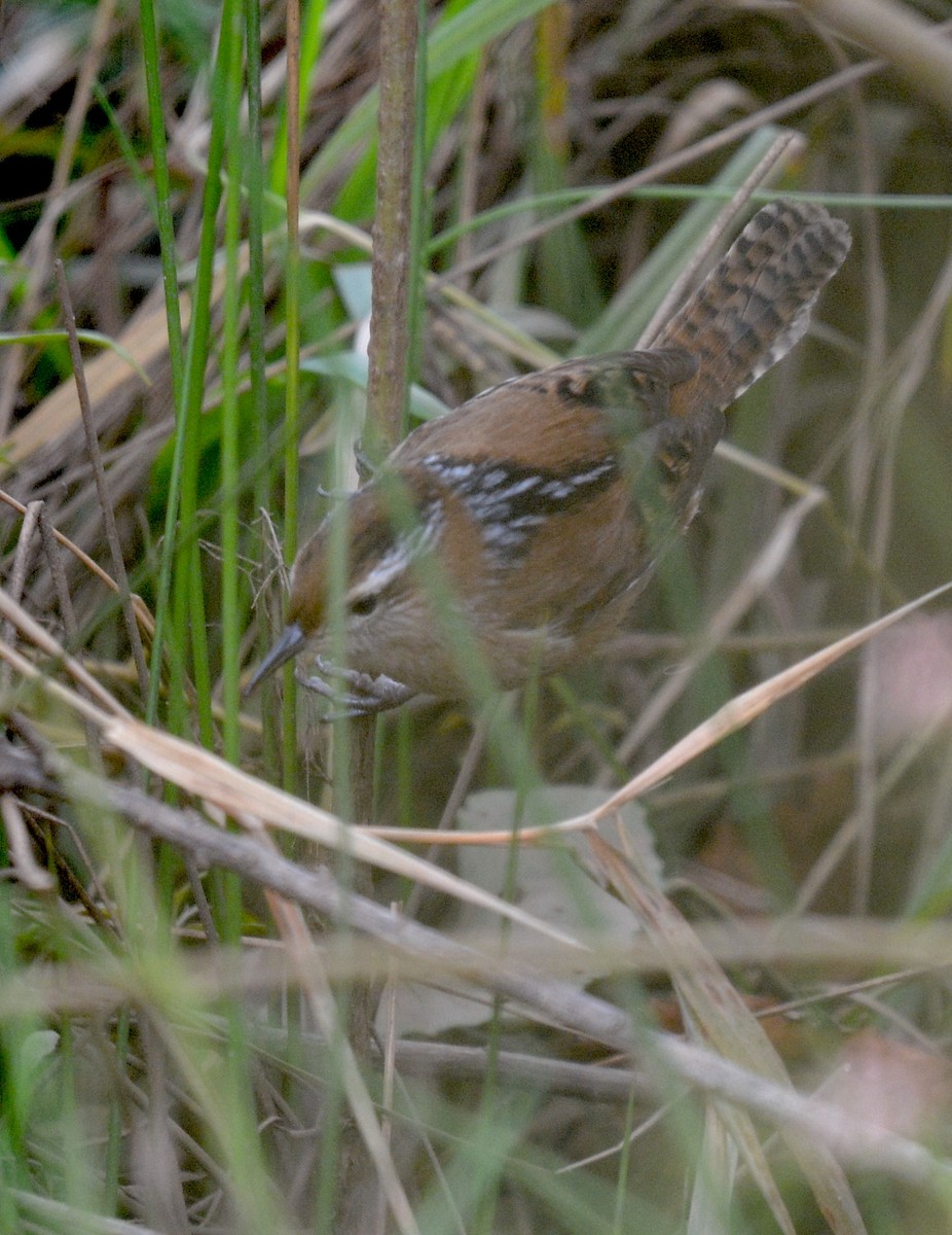 Marsh Wren - ML642812927