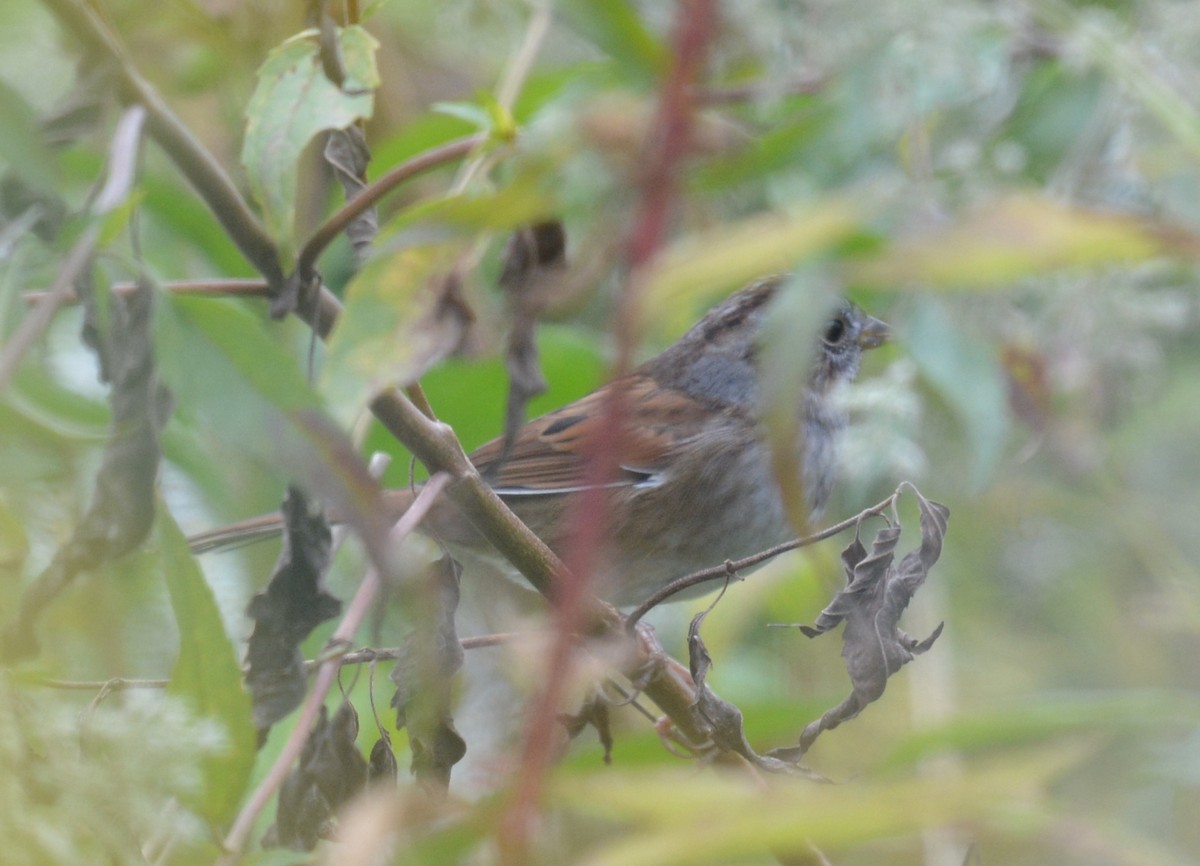 Swamp Sparrow - ML642812931