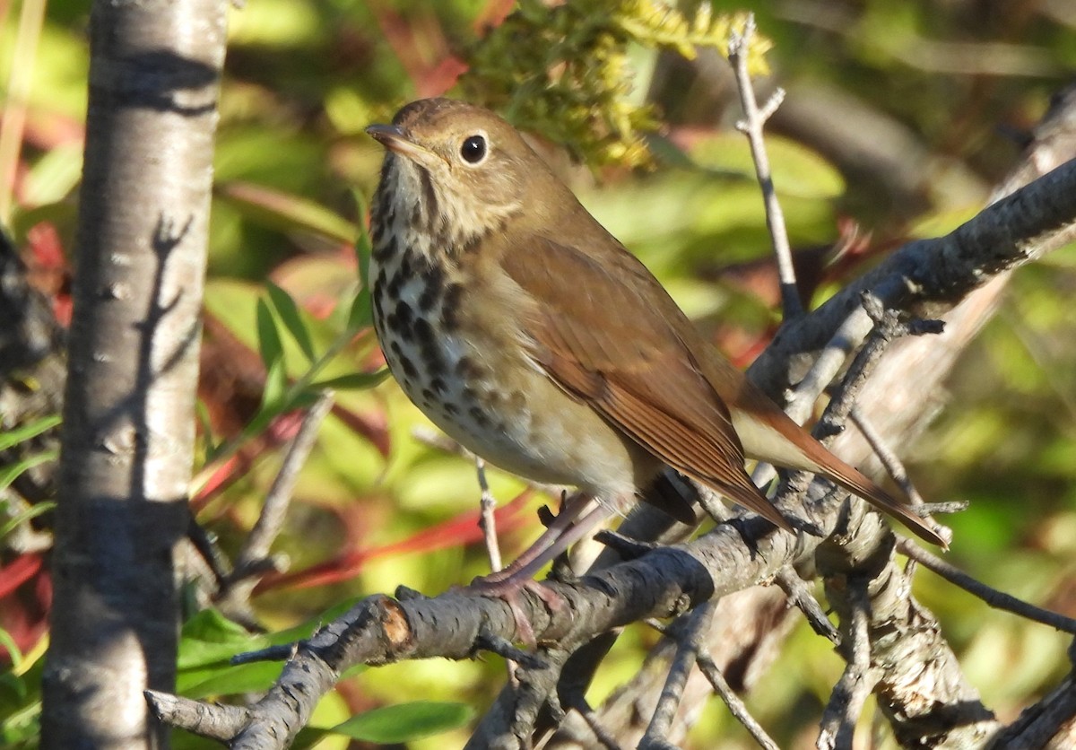 Hermit Thrush - ML642812936