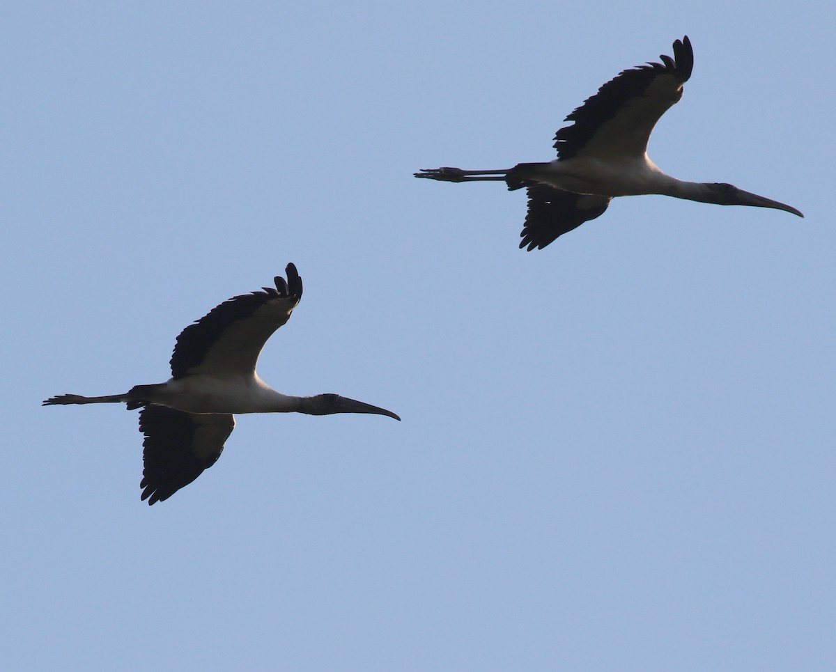 Wood Stork - ML642812949