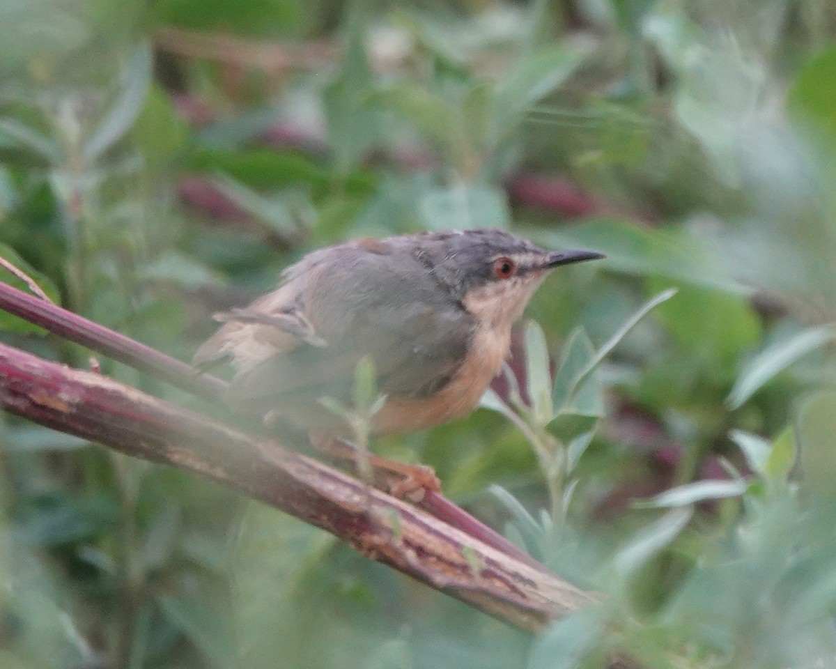 Ashy Prinia - ML642812950