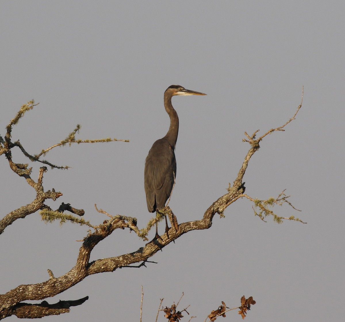 Great Blue Heron (Great Blue) - ML642812952