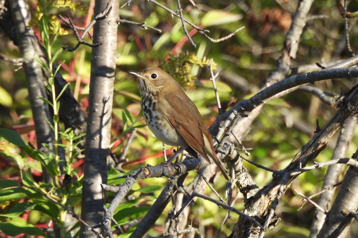Hermit Thrush - ML642812957