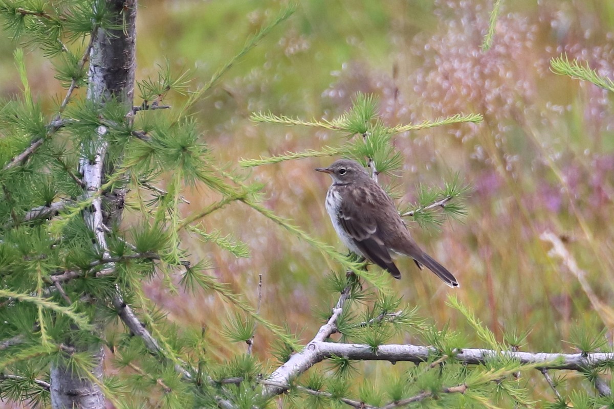 Water Pipit - ML642812963