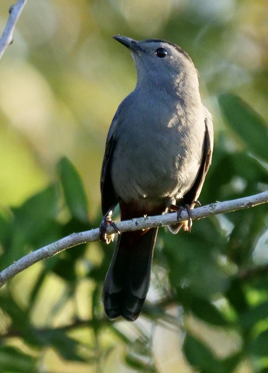 Gray Catbird - ML642812973