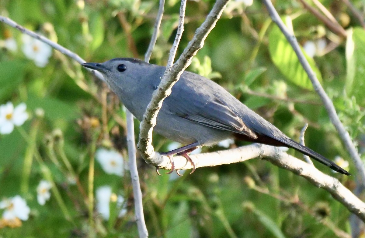 Gray Catbird - ML642812974