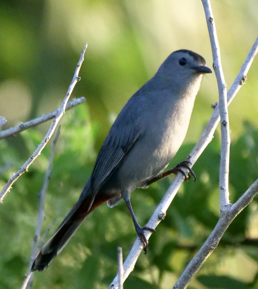 Gray Catbird - ML642812975