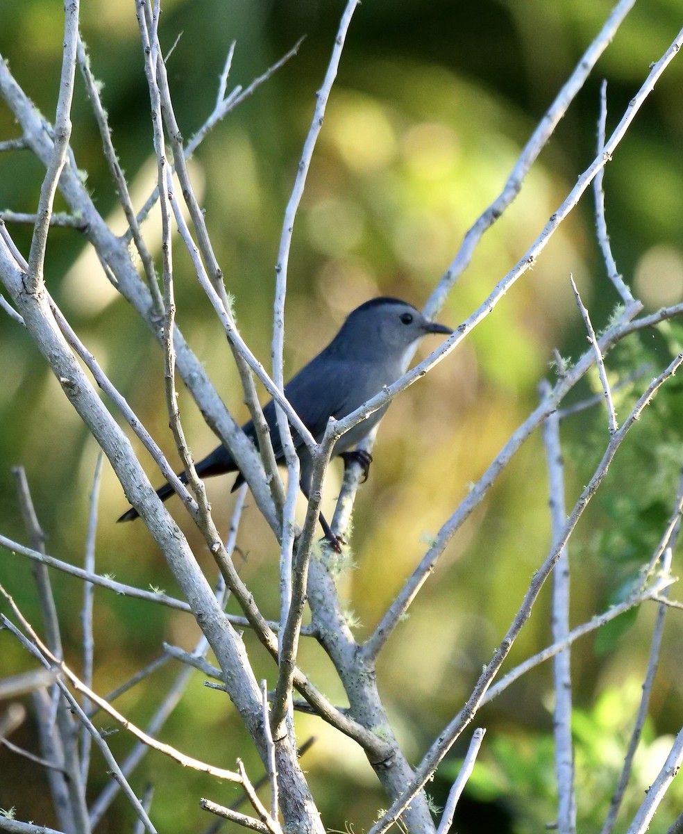 Gray Catbird - ML642812976