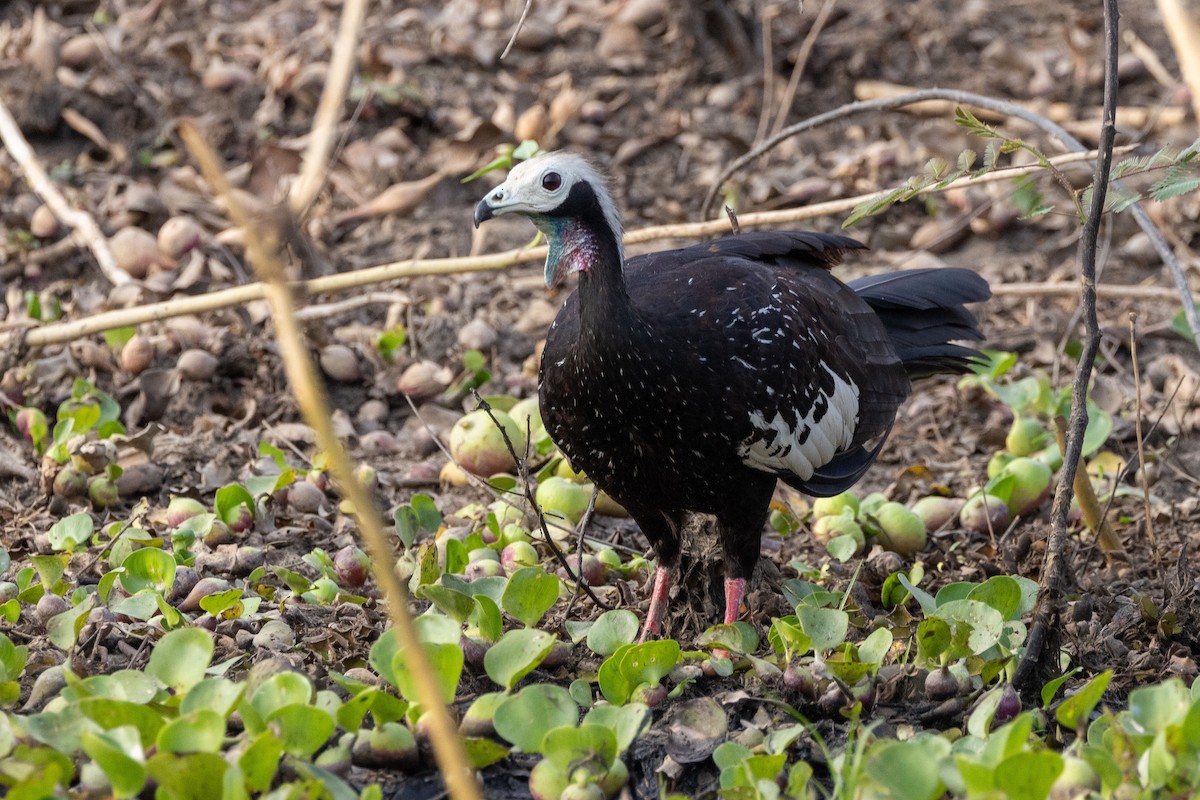 White-throated Piping-Guan - ML642812977
